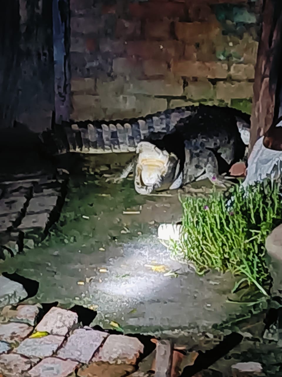 Crocodile entered the village, forest team reached