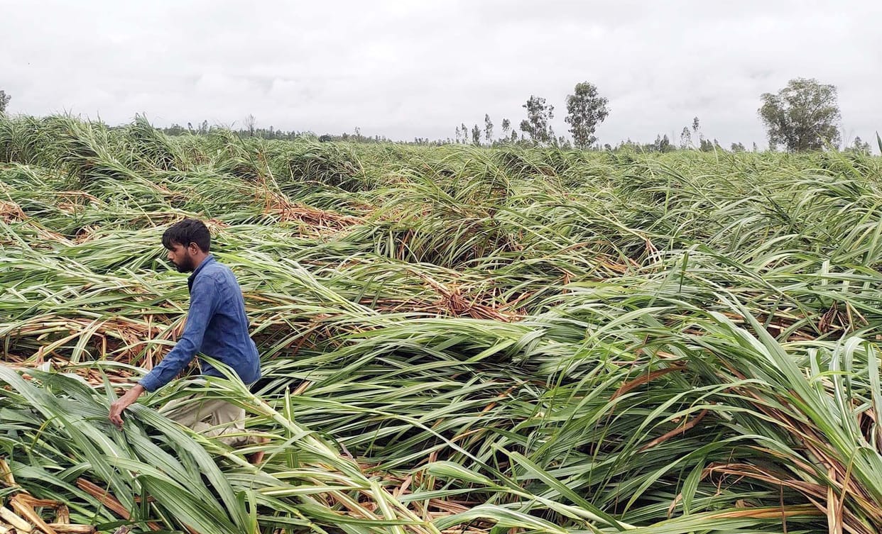 Heavy damage to paddy and sugarcane due to strong wind after rain
