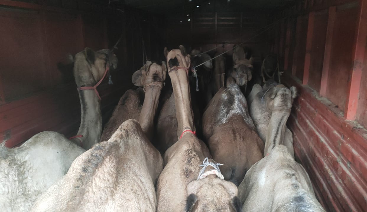 canter full of camels caught