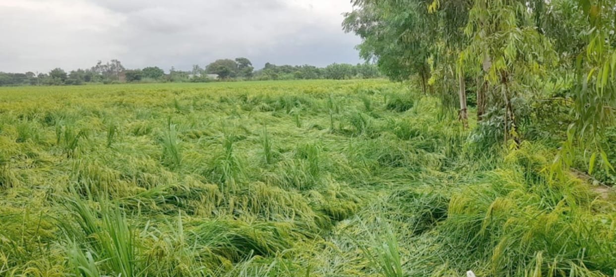 Crops fell due to rain and strong wind, fields filled with water