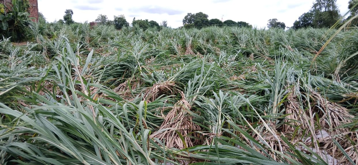 Crops fell due to strong wind