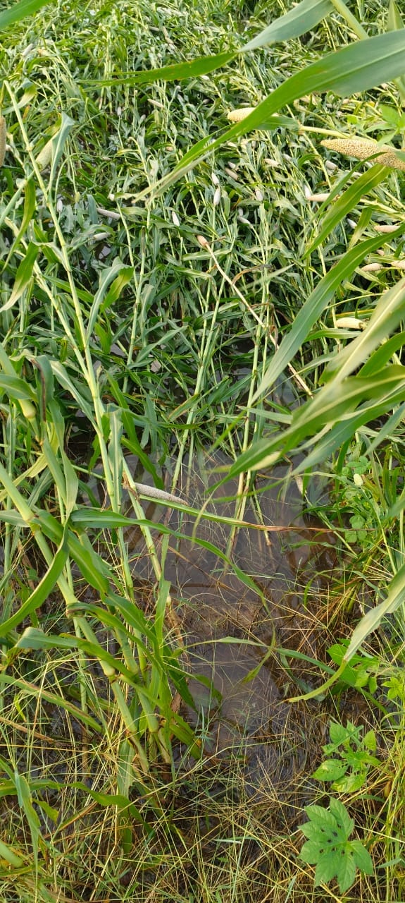 Millet, guar and cotton crops were damaged due to rain