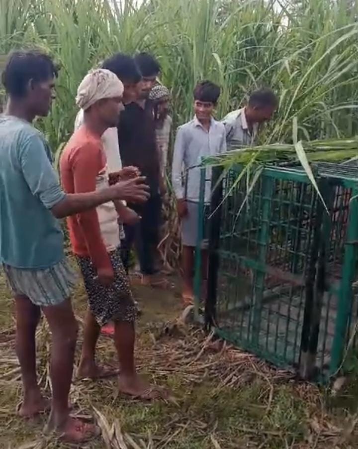Leopard hunted goat by dodging forest department