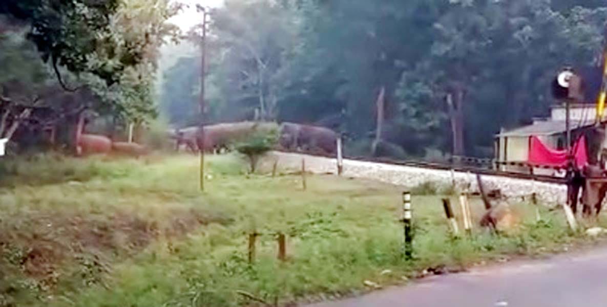 A large herd of Nepal elephants coming after Tusker