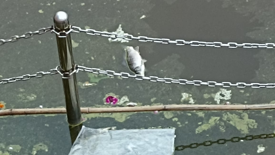 Fishes died in Kshirsagar, foul smell coming from water
