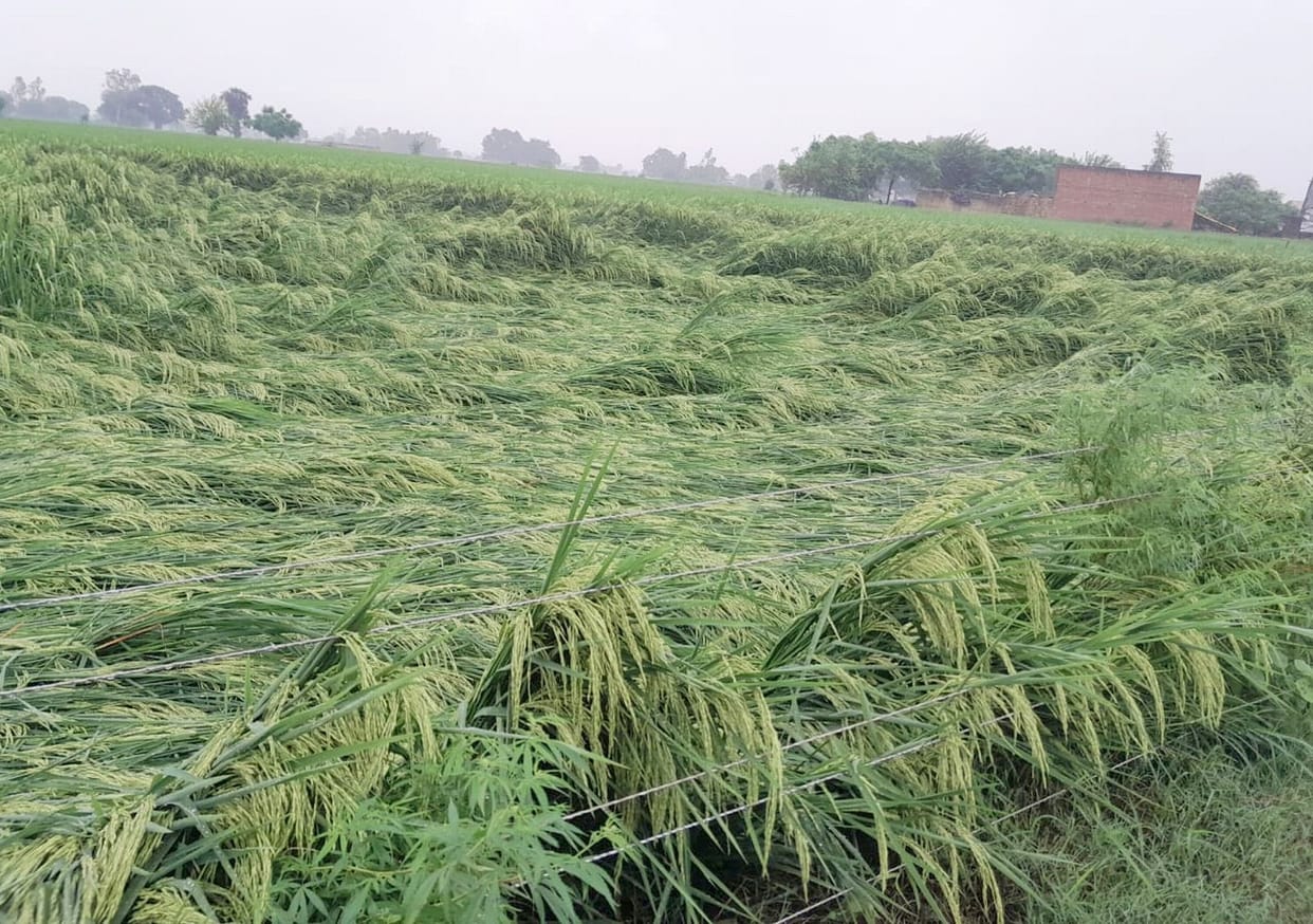 Fear of huge loss in capsicum cultivation