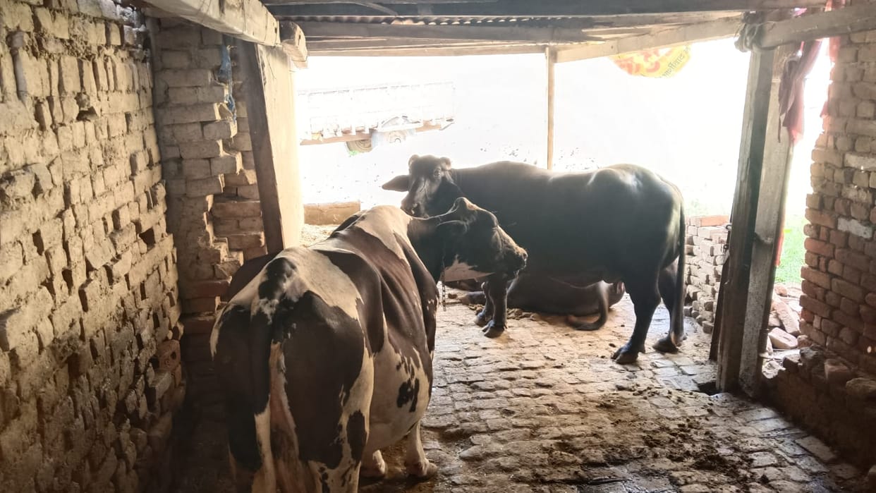 Dairies built in the streets of the city could not be shifted