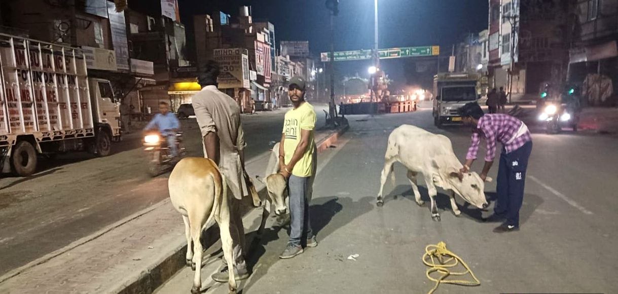 Two thousand destitute cattle on the streets of the city, NAP caught 150