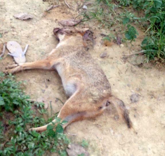 Dead bodies of four jackals found in Thalwara forest