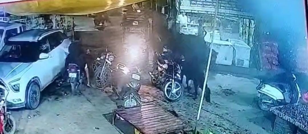 Cows were injured by being stabbed with a needle, CCTV footage surfaced