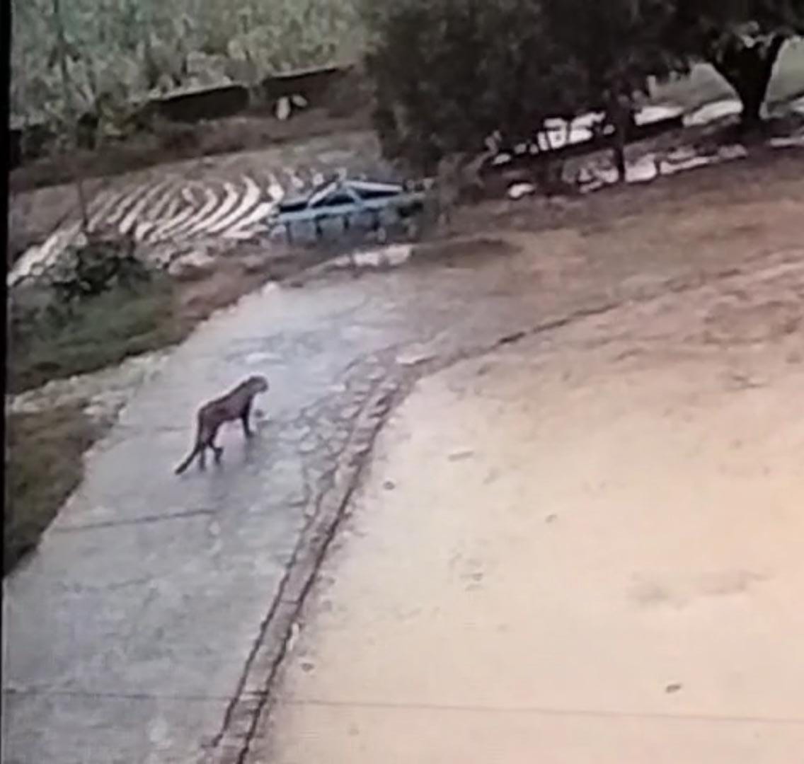 Leopard reached near the farm house, panic