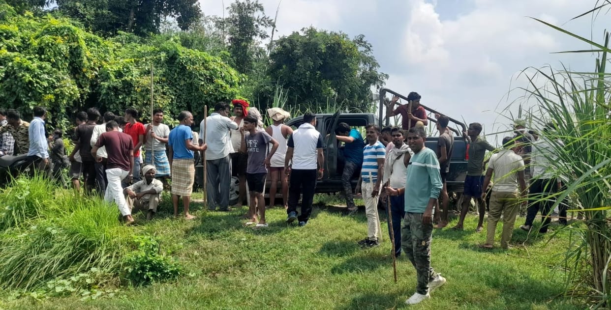 Tiger hiding in sugarcane between Muda Assi and Jawahar villages
