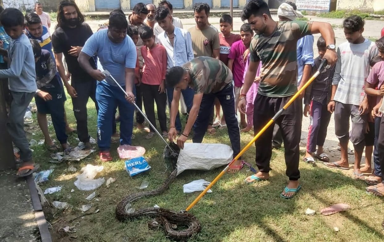 Python seen in Mohalla Joshiyan, forest workers caught it