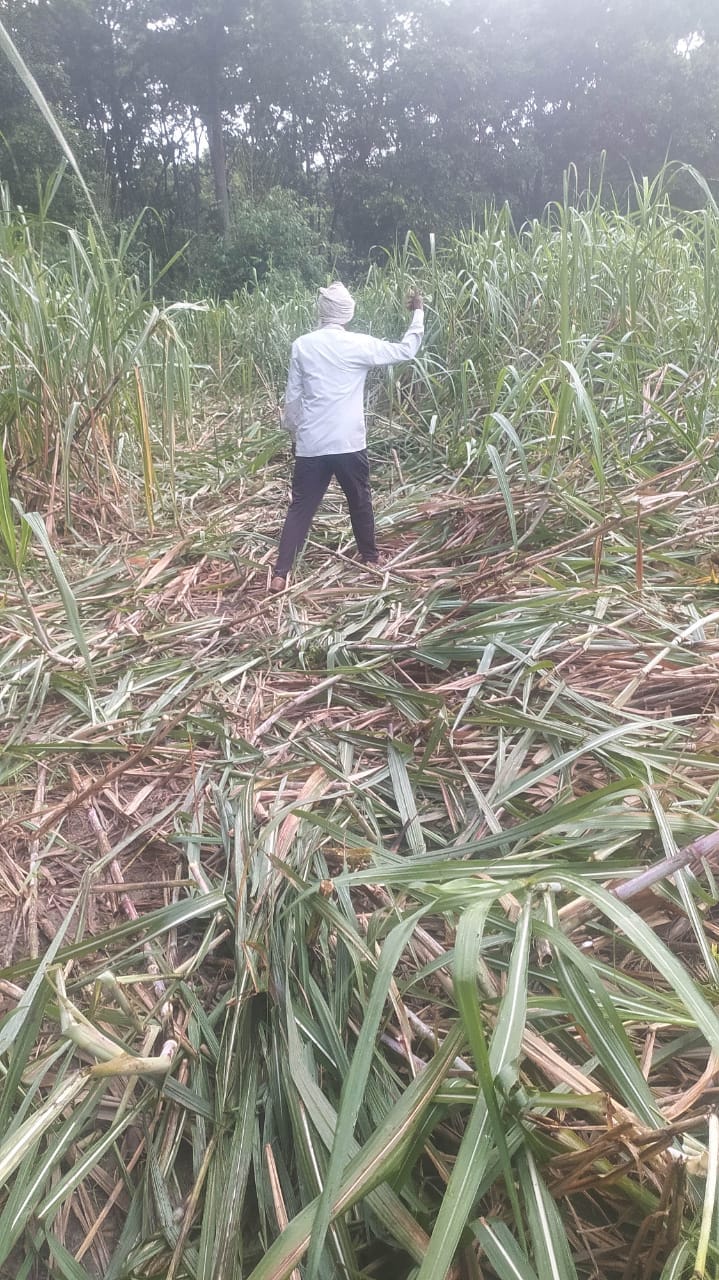 Elephants destroyed crops, farmers are worried