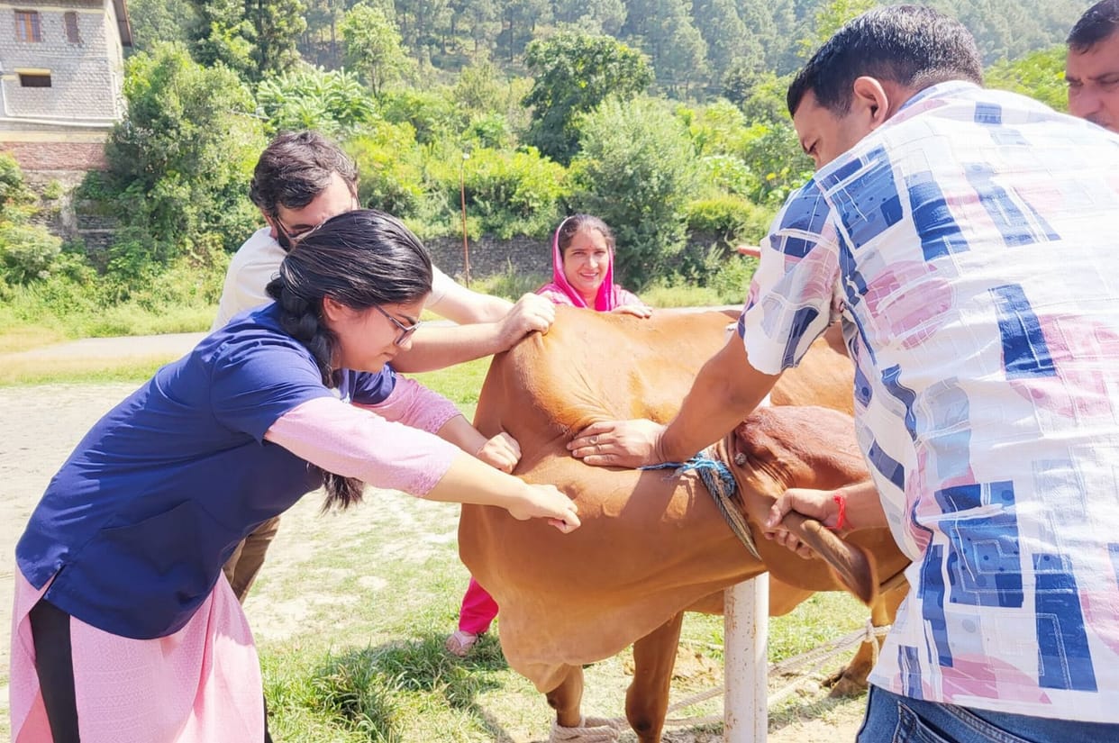 Health checkup of animals in Kiani
