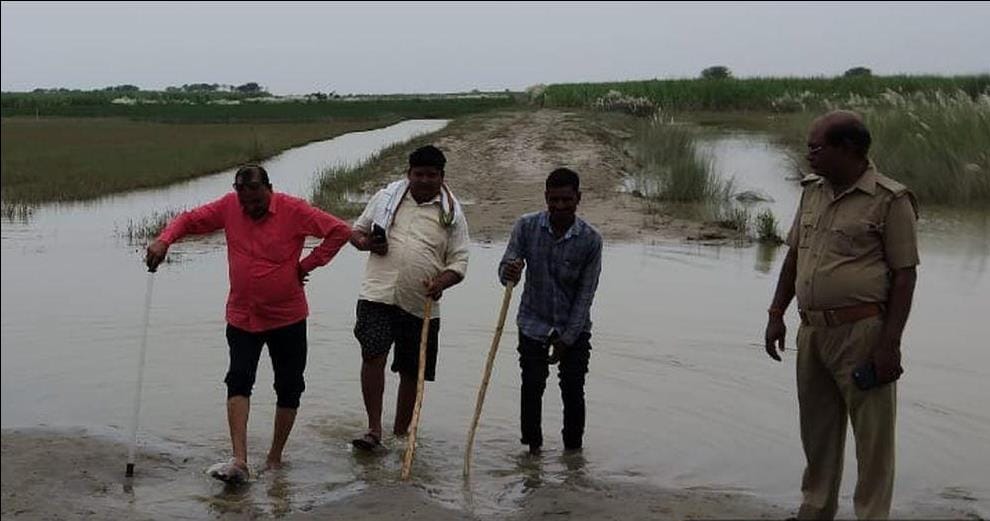 The wolf ran away into the sugarcane field after eating the goat