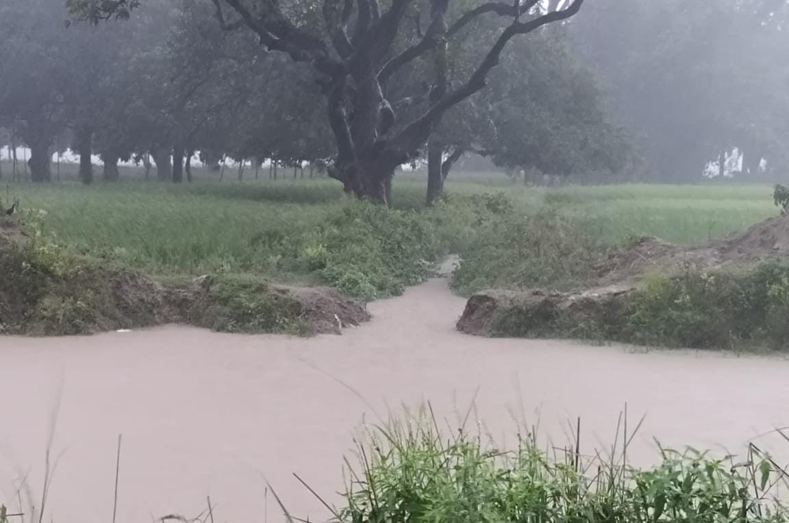 Forgot to tie the canal cut to fill the pond, 80 bighas of crops submerged