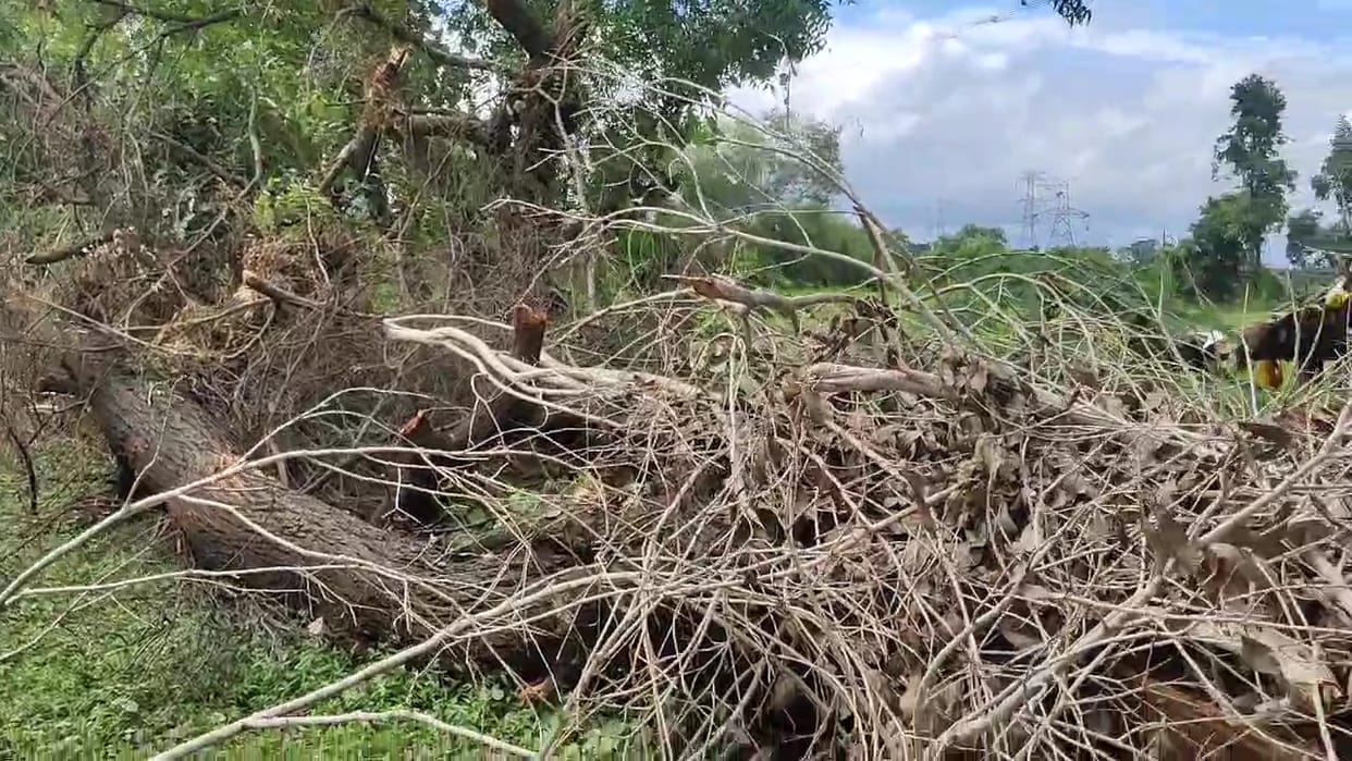 Damoh Electricity company contractor cut down many fruit trees without permission no action