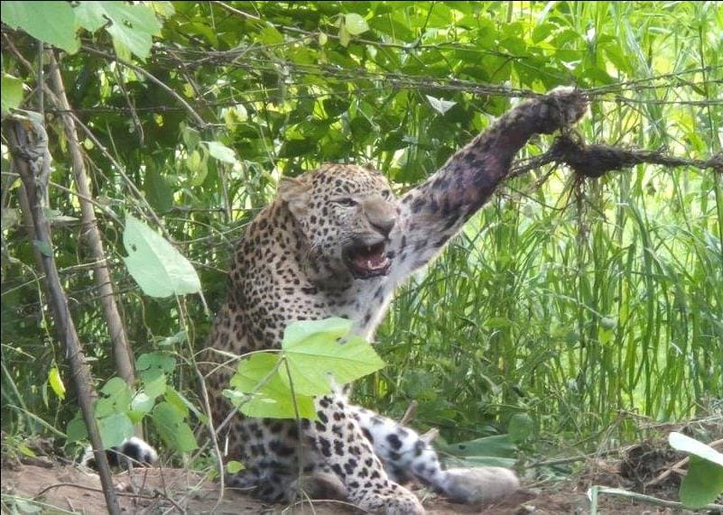 Leopard trapped in wire fence, rescued after five hours of effort