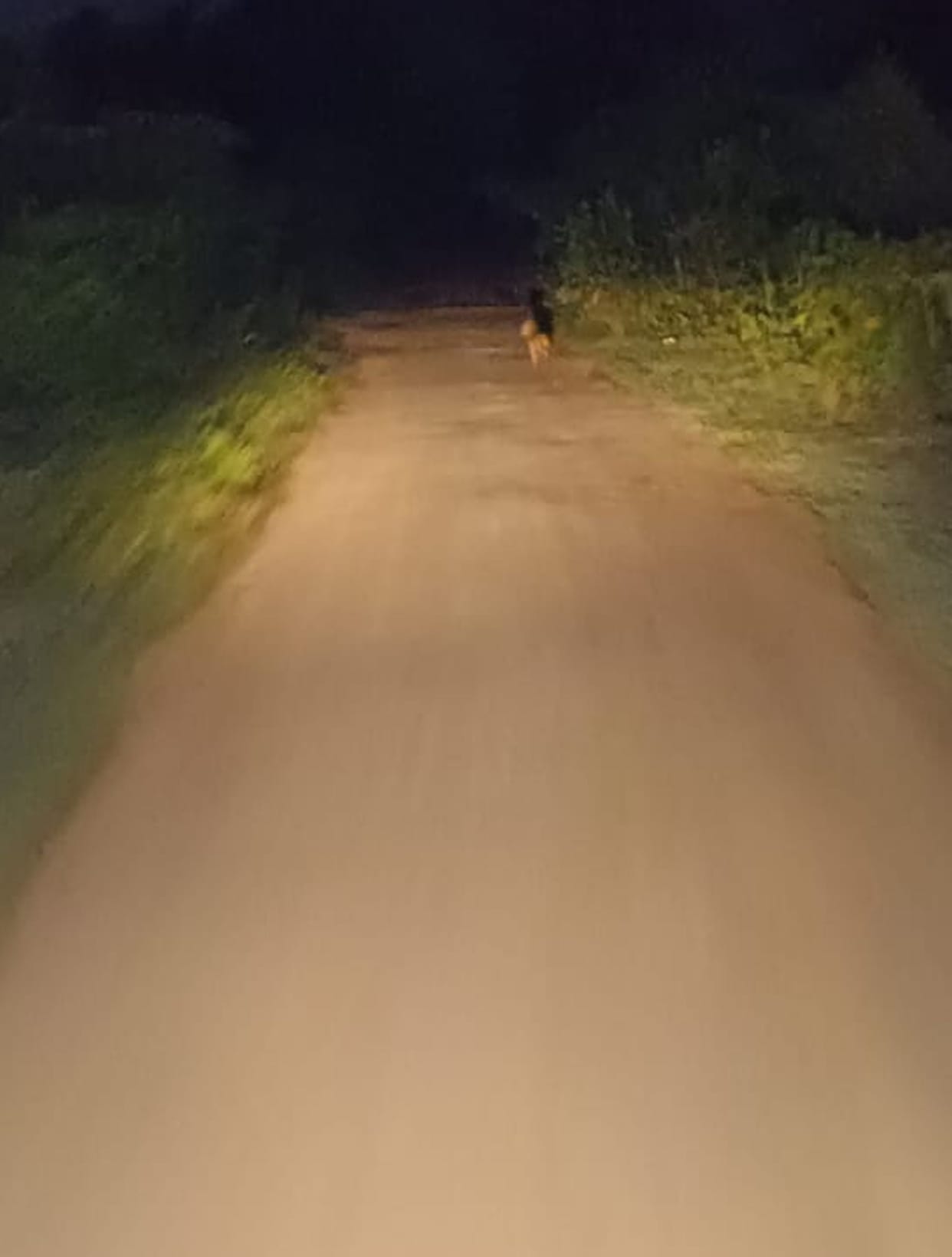 Wild animal seen again, photo goes viral