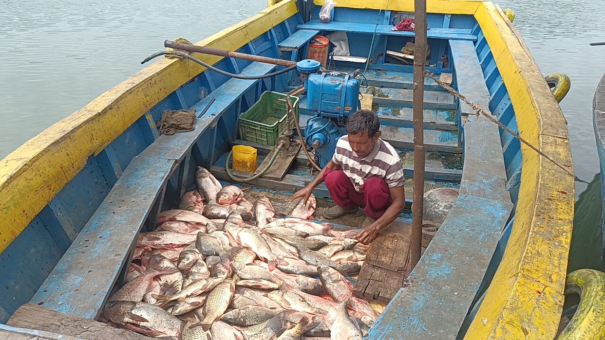 Officials of nine Sabhas angry over not picking up fish on time