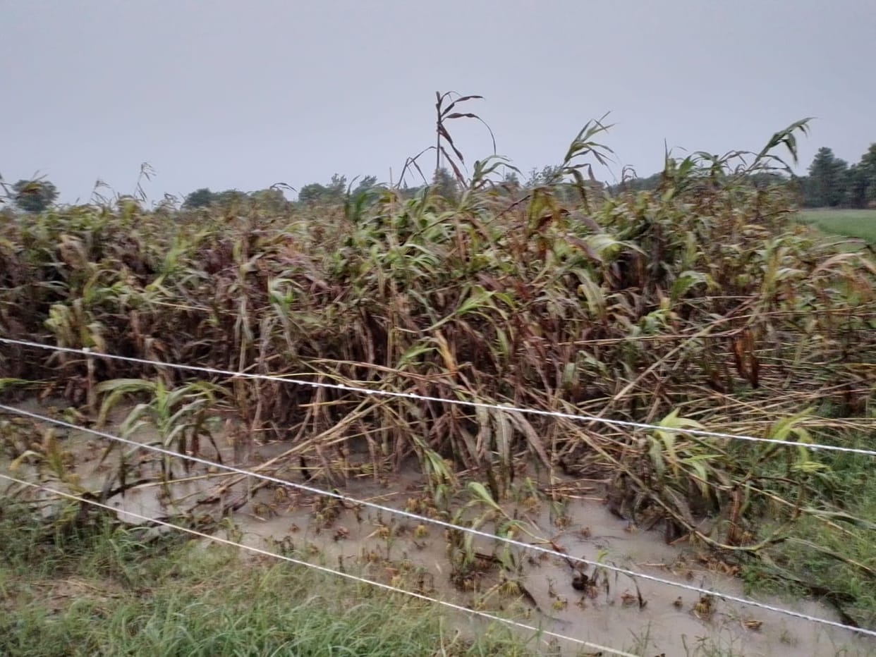 30 mm rain causes 20 to 50 percent damage to crops