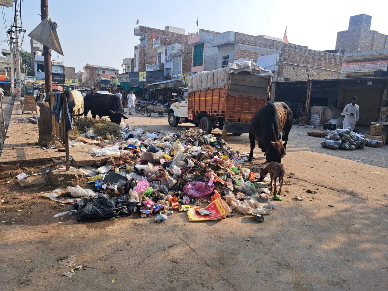 The system has broken down: Due to lack of cleanliness, piles of filth are forming, helpless animals are dying.
