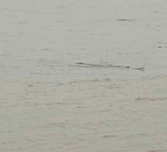 Villagers frightened by the presence of crocodile in Rangi