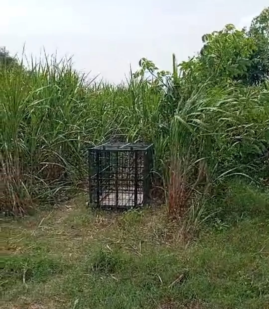 Forest department changed the location of the cage to catch leopard