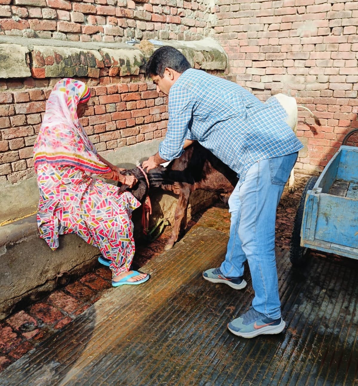 Now the cattle of the district will be safe from Lambi disease, vaccination will continue till October 6.