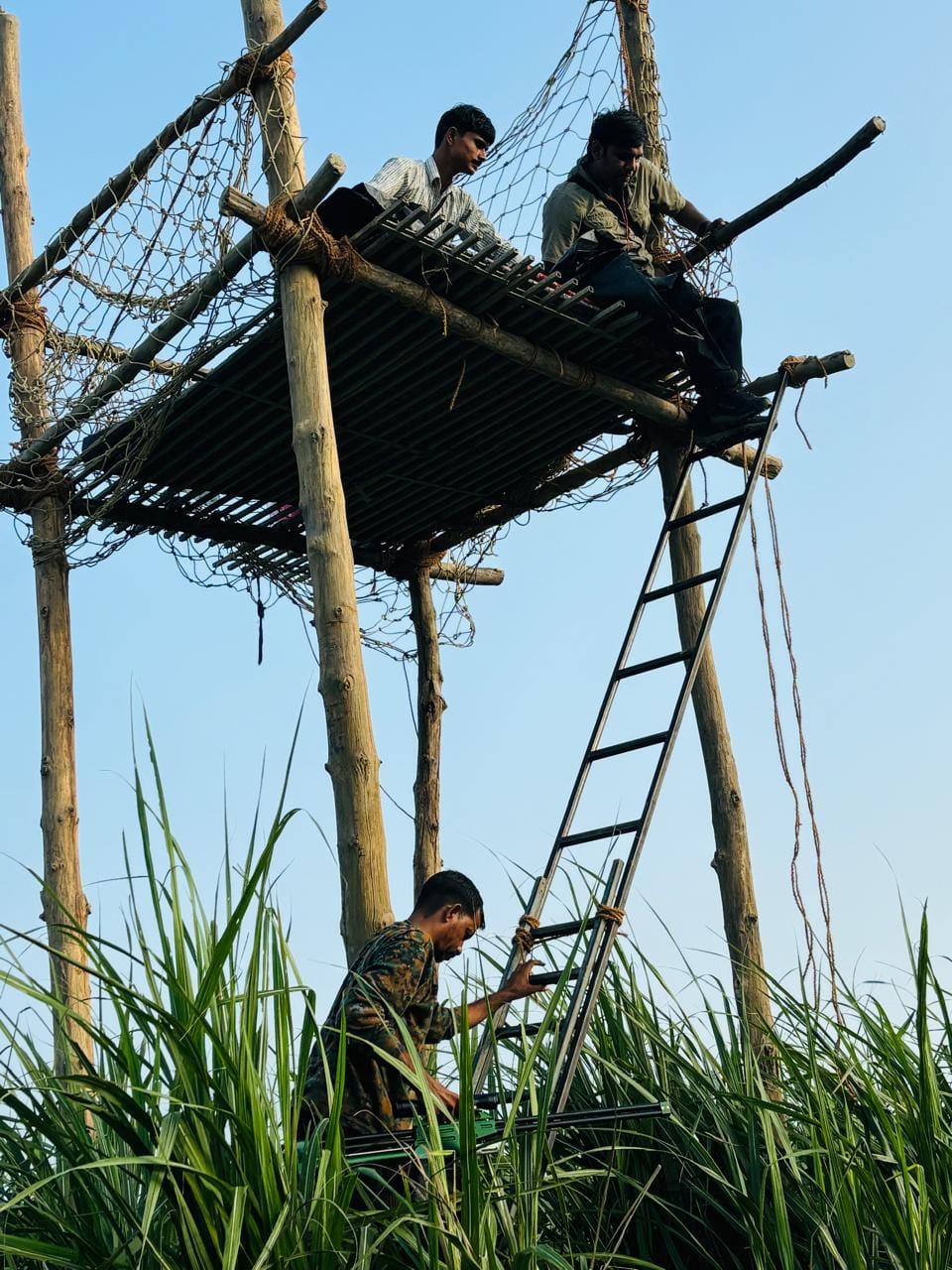 Pictures are being captured in cameras but tigers are away from capture