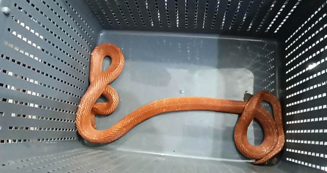 Rare species Red Coral Kukri snake released into the dudhwa forest