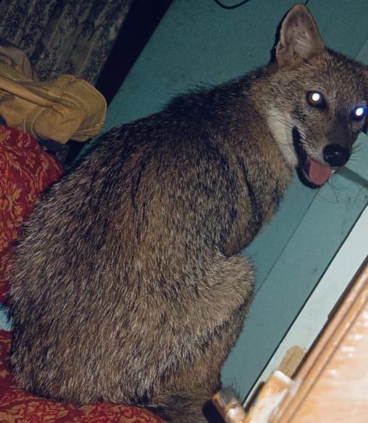 Jackal injured two women