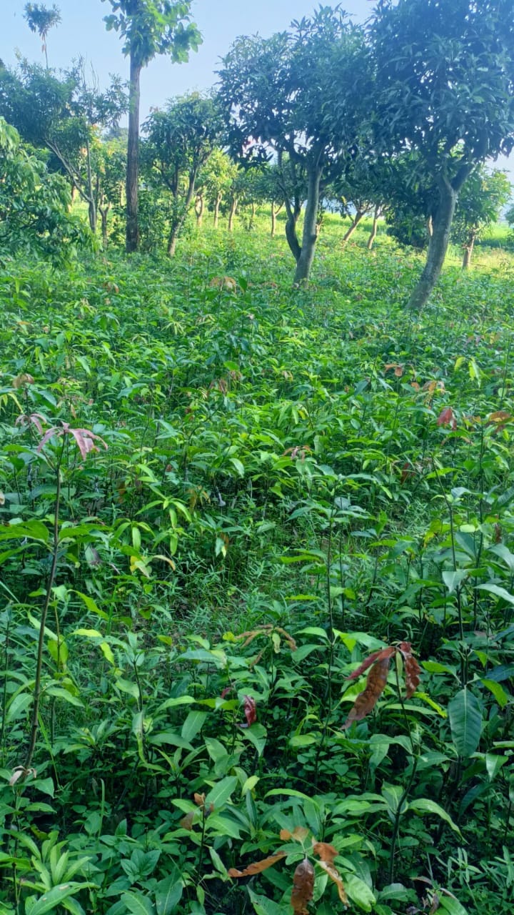 mango of thailand grow in dhaulakunwa
