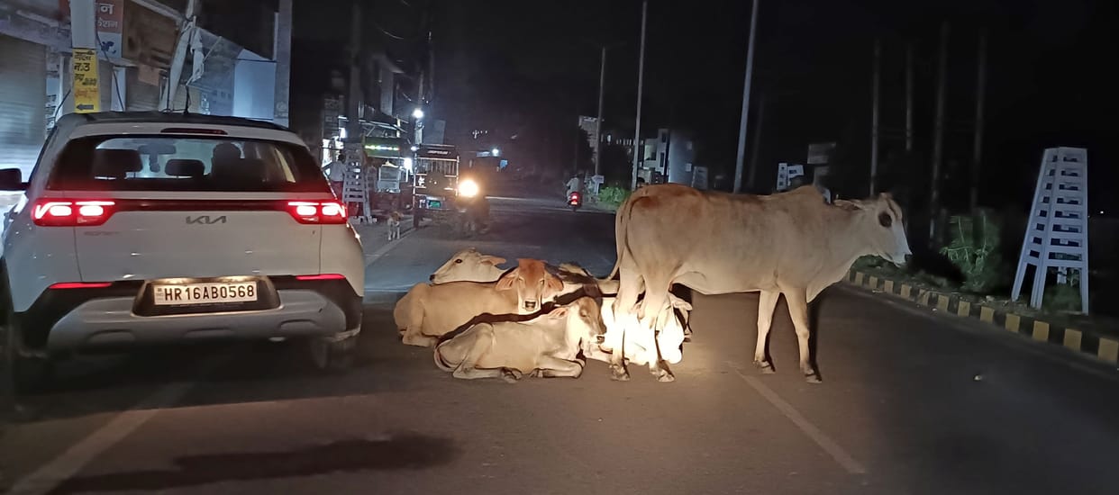 There was no relief from stray animals, nor was there any arrangement for food