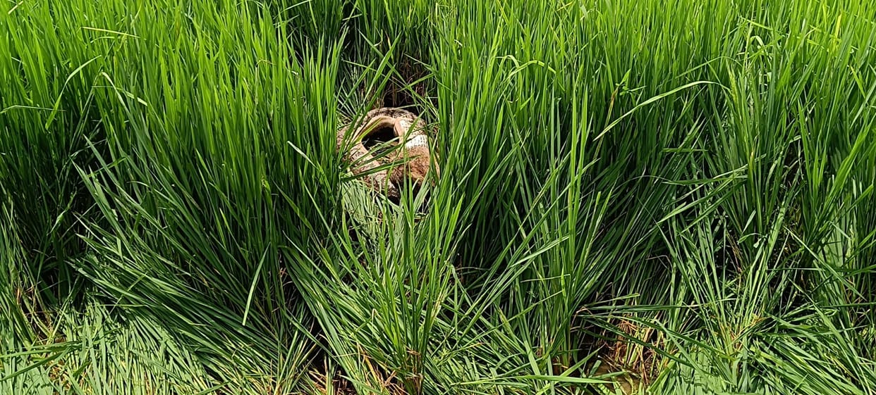 The python sitting in the middle of the crop swallowed the jackal in Damoh