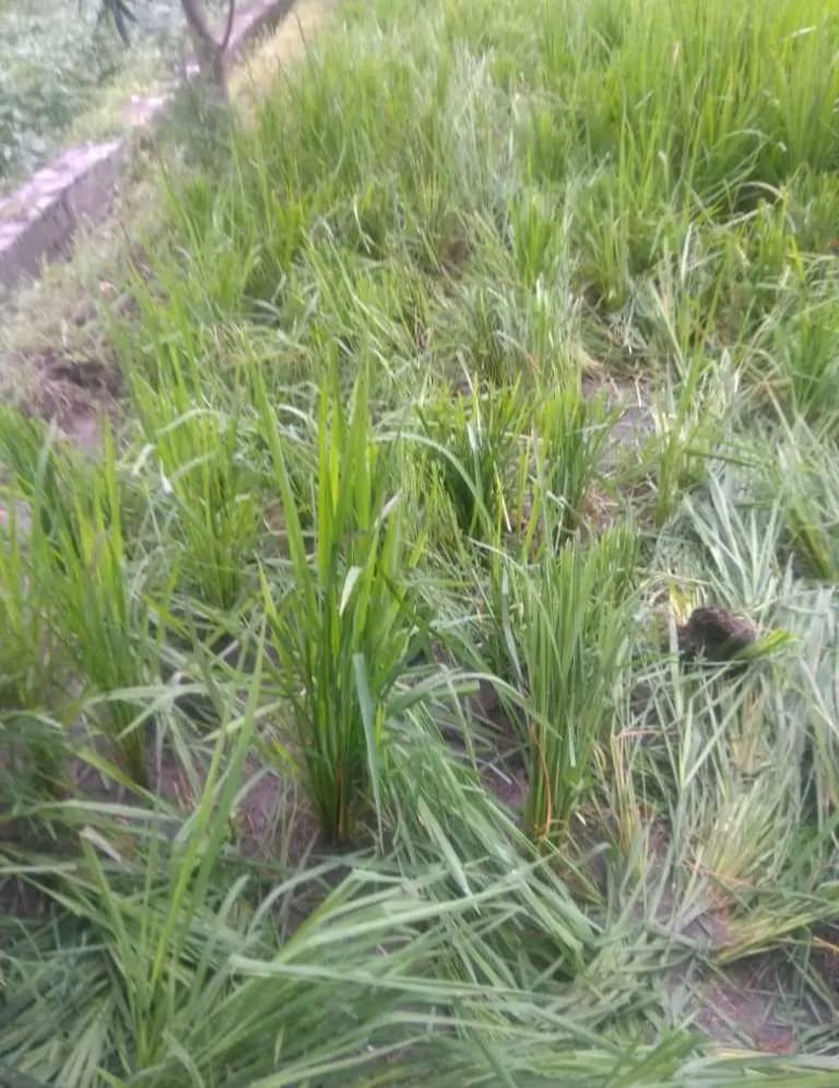 Herd of elephants trampled paddy and soybean crops