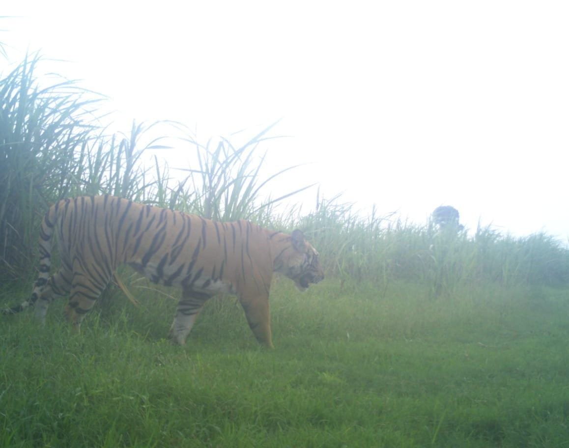 When we got shelter, food and water, we lost our attachment to the jungle.