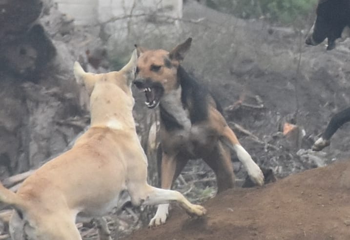 Sterilization of dogs in metropolis, bodies and gram panchayats budget