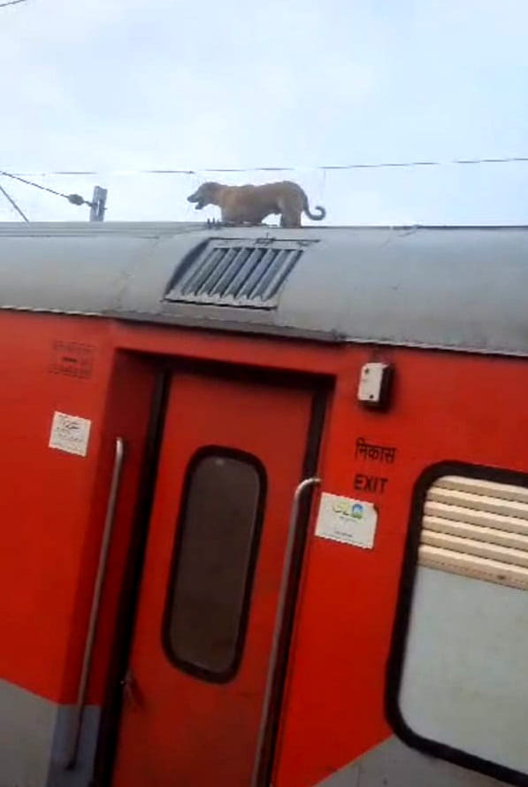 The train stopped for 23 minutes in Khurja to unload the dog sitting between the train bogies from Rewa.