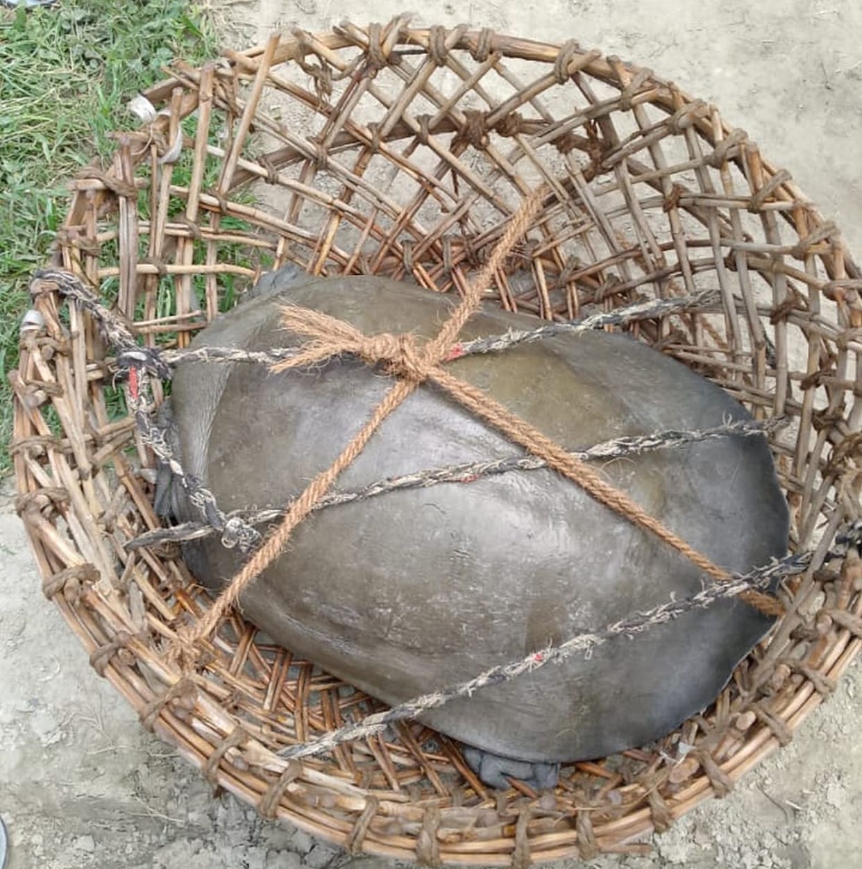 Children scared after seeing 12 kg turtle in Aurangabad Rajbaha