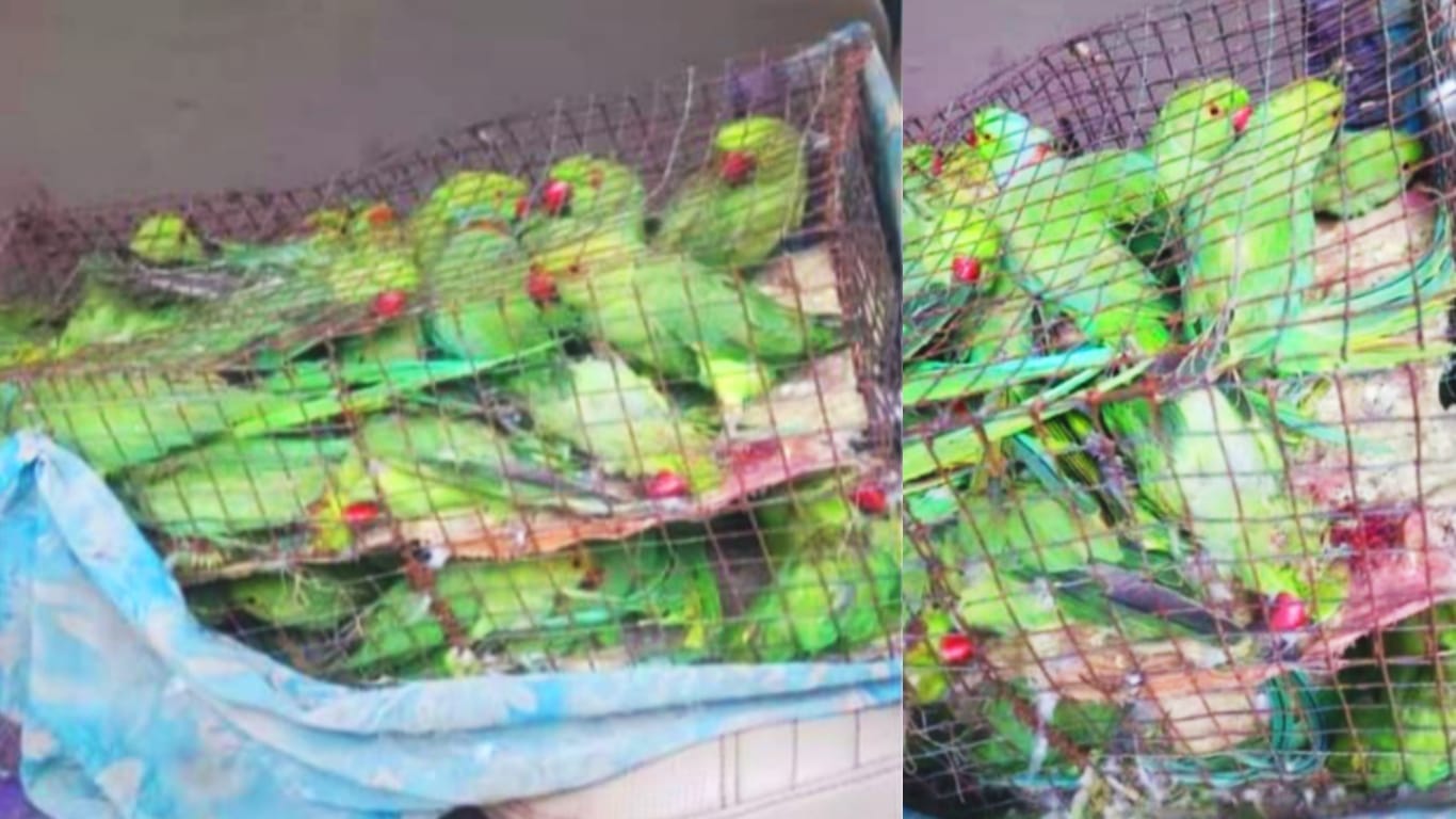 Accused caught with 120 parrots buyers and sellers also caught in shahdol