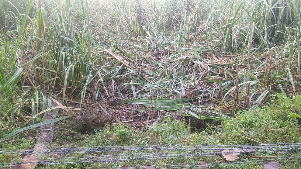 Elephants destroyed sugarcane and paddy crops of three farmers