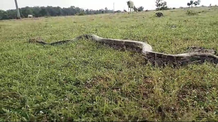 Damoh Seeing a seven-seven feet long python and a black snake his breath got stuck in his throat