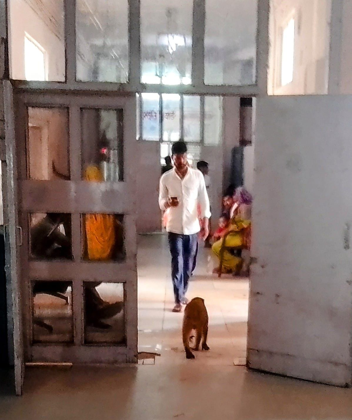 Terror of monkeys and dogs in hospital, patients worried