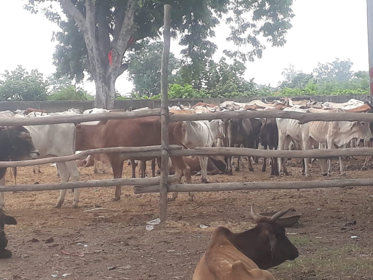 Water in the shelter, cows preserved in the school premises
