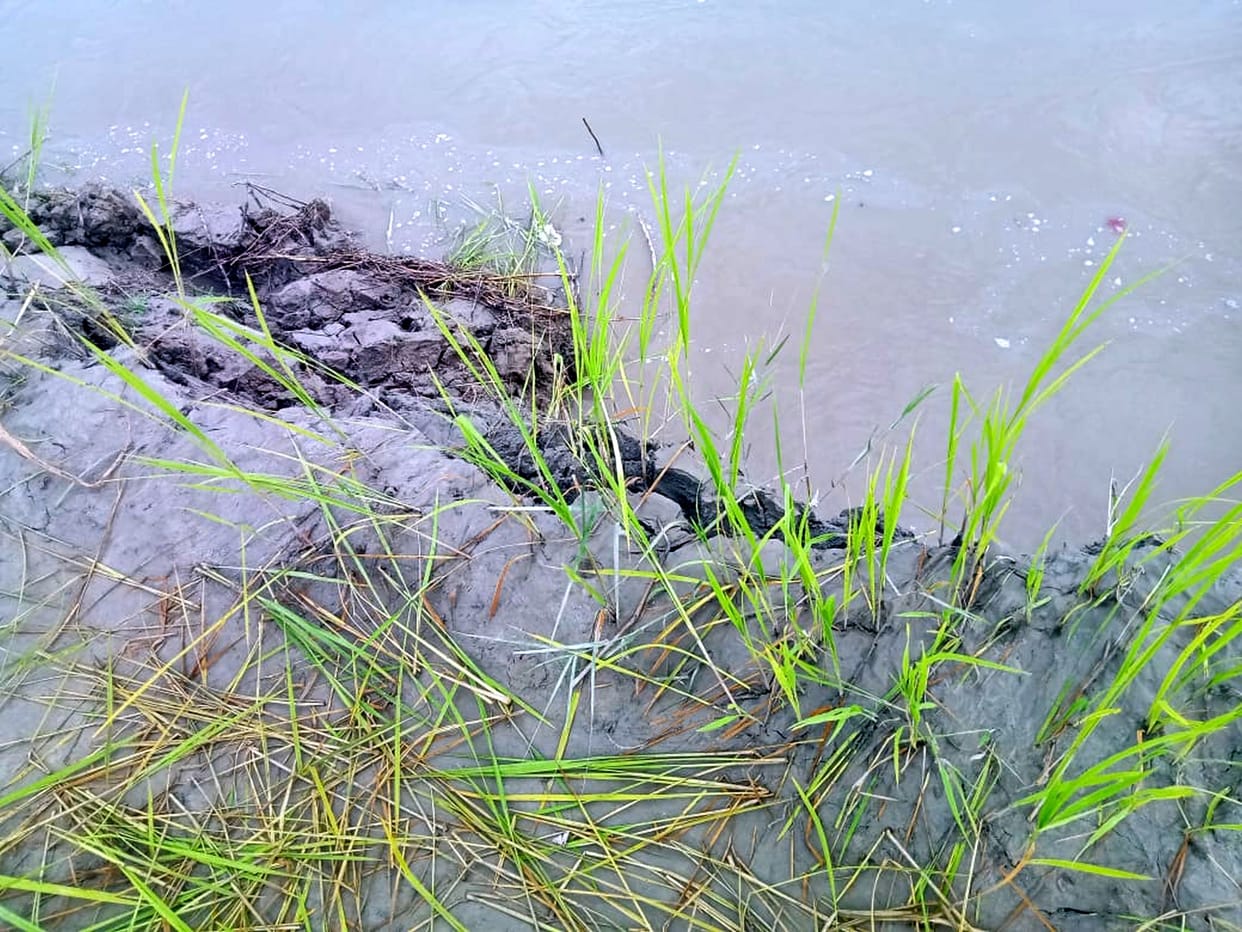 One bigha of land submerged in Saryu