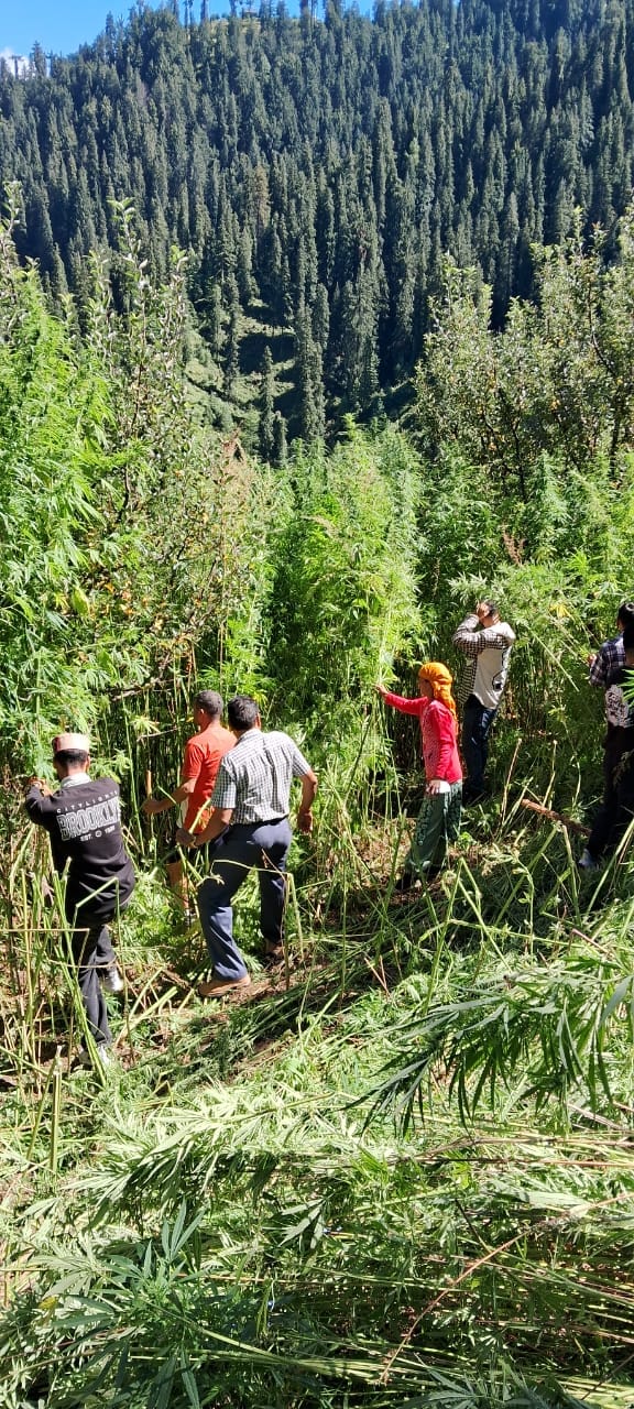 67,900 plants of hybrid hemp in Khodathach were destroyed