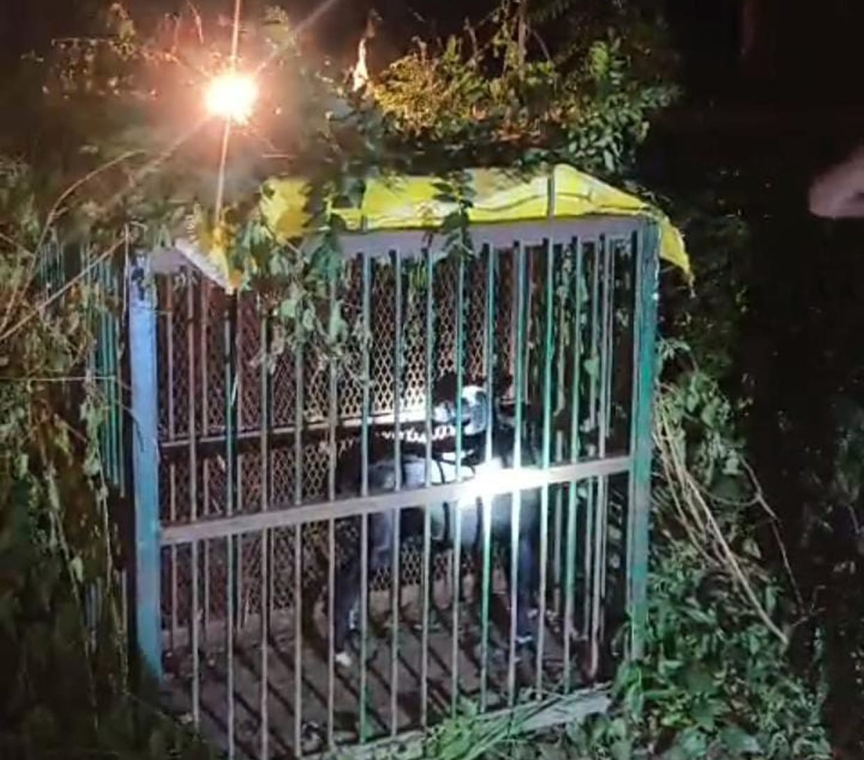 Leopard took away the goat, department increased vigilance