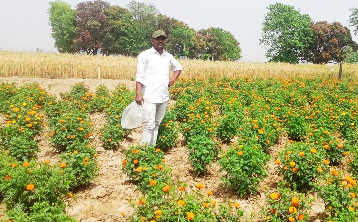 Marigold flowers, tomatoes and bananas of Terai will get a separate identity